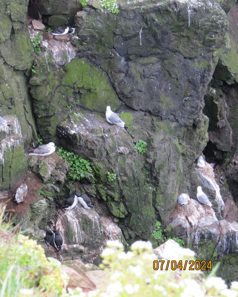 Thick-billed Murre - ML621374183