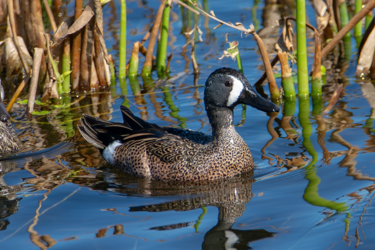 Blue-winged Teal - ML621374204