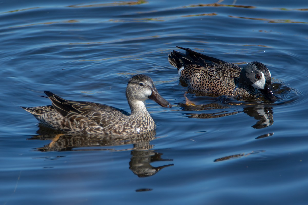 Blue-winged Teal - ML621374205