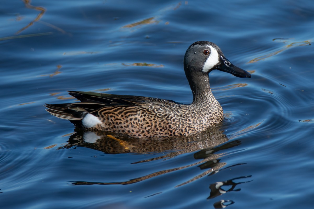 Blue-winged Teal - ML621374206