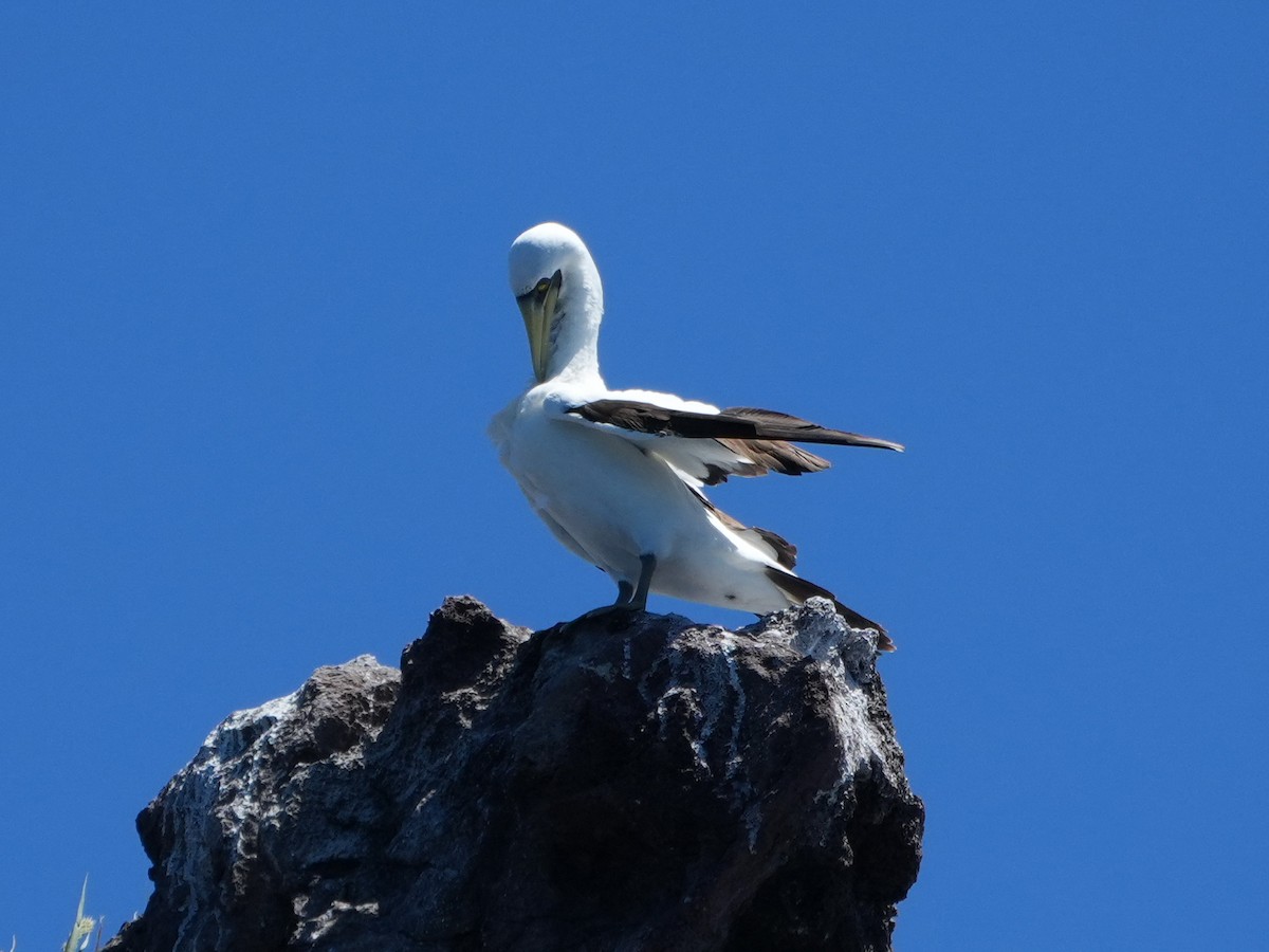 Masked Booby - ML621374221