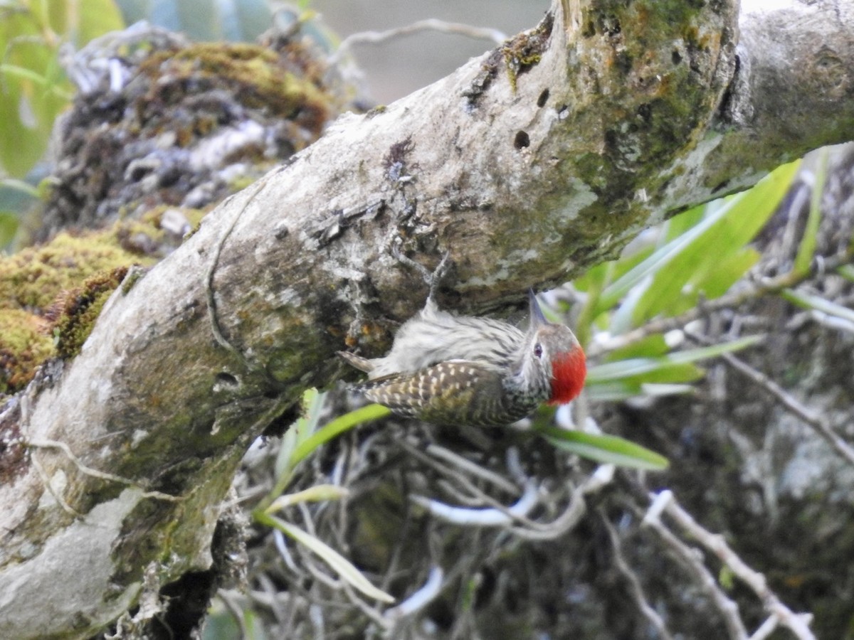 Cardinal Woodpecker - ML621374224