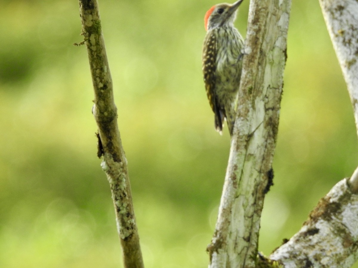 Cardinal Woodpecker - ML621374225