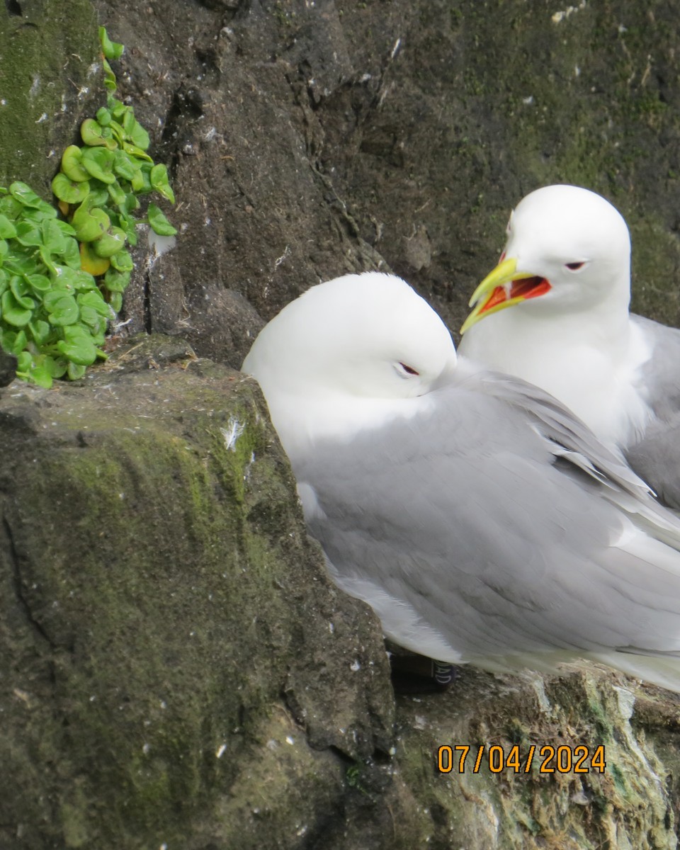Mouette tridactyle - ML621374226