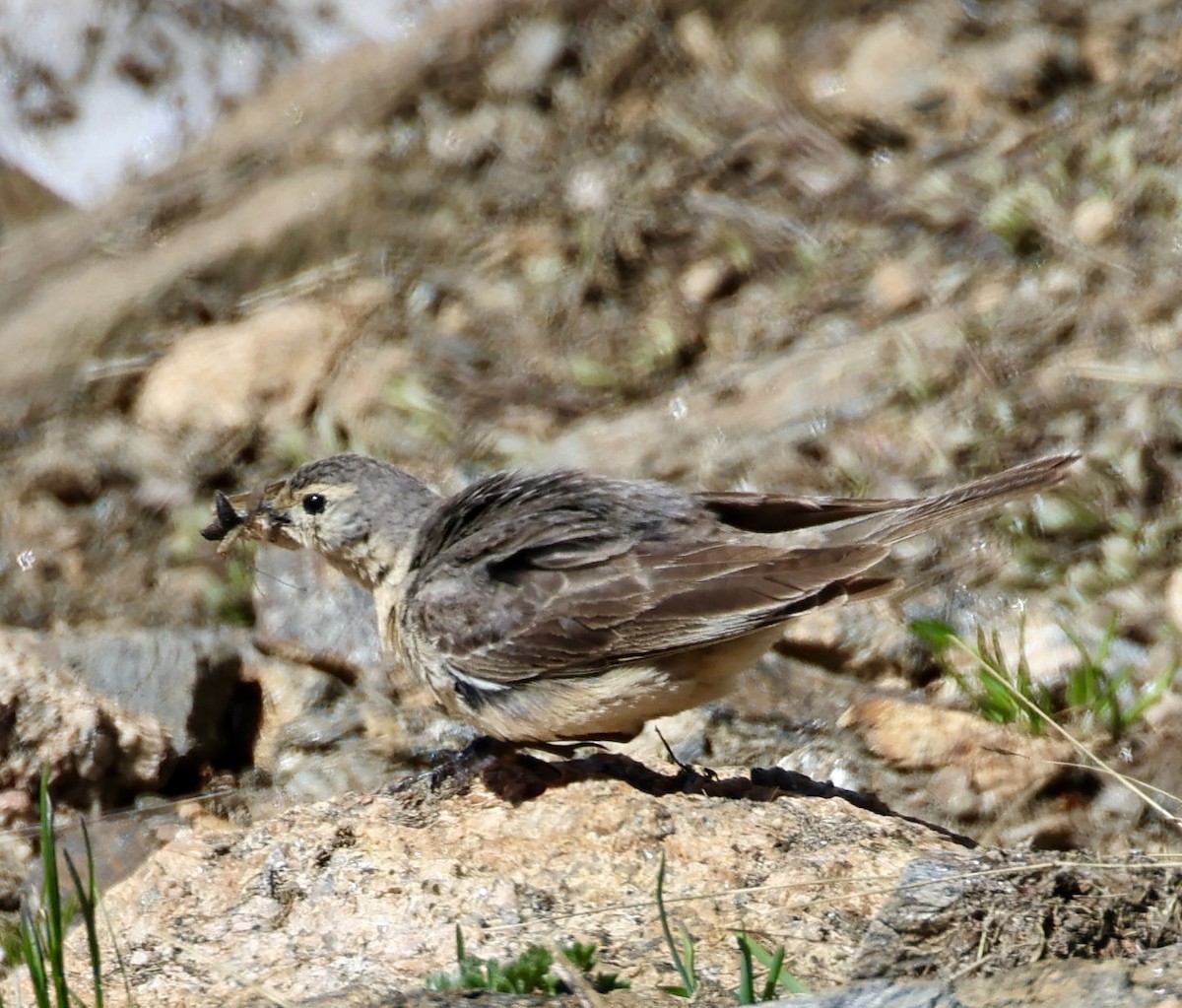 American Pipit - ML621374257