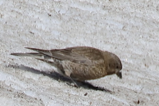 Brown-capped Rosy-Finch - ML621374273