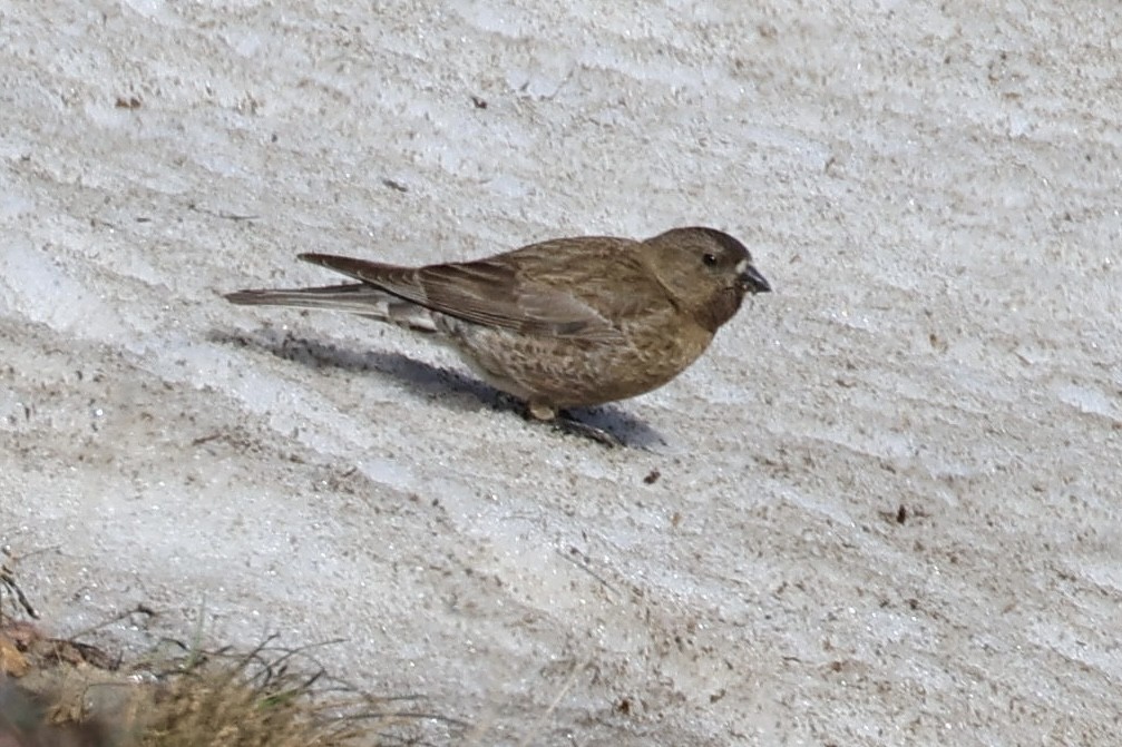 Brown-capped Rosy-Finch - ML621374276