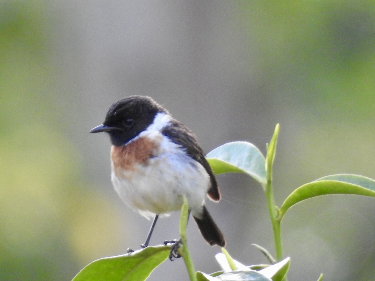 African Stonechat - ML621374285