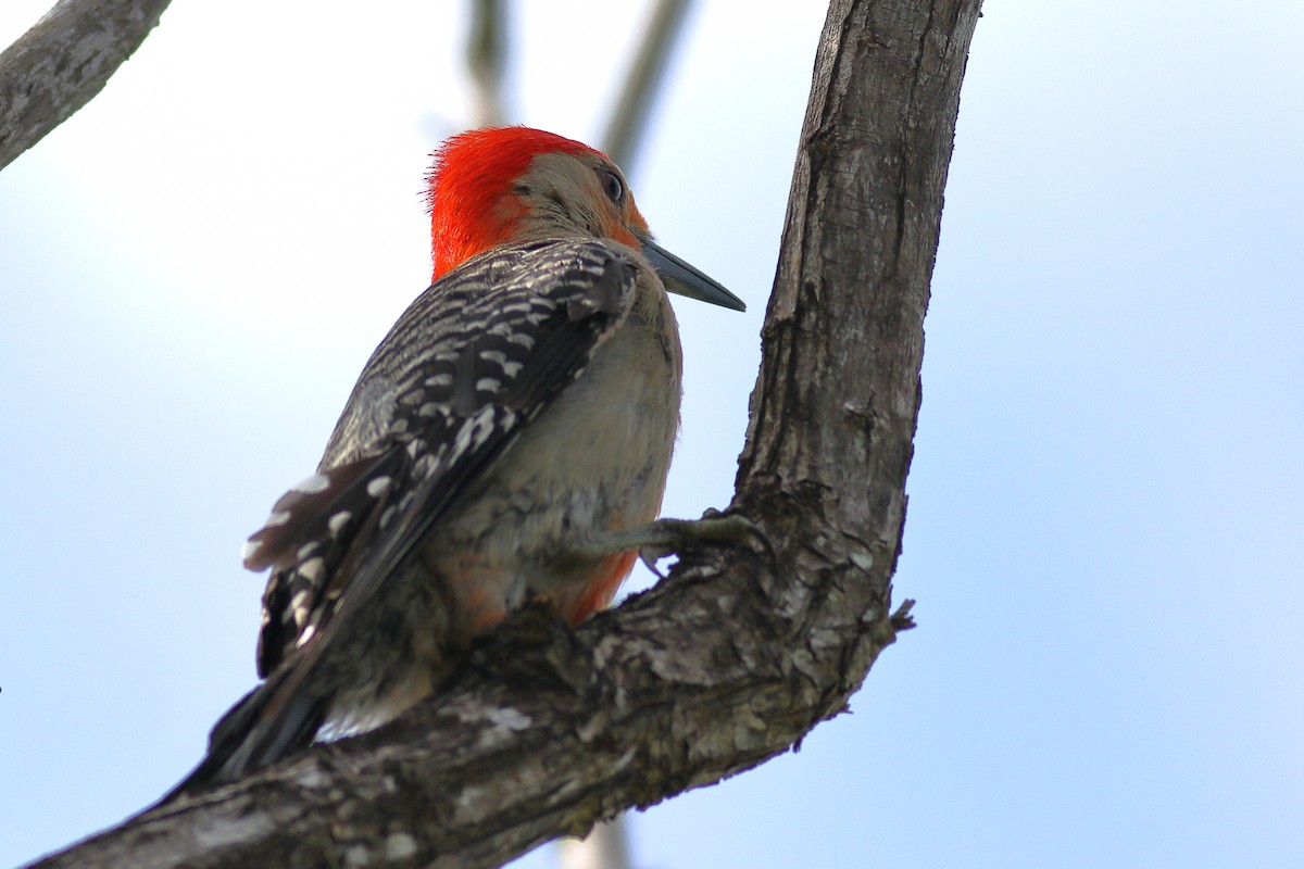 Red-bellied Woodpecker - ML621374286
