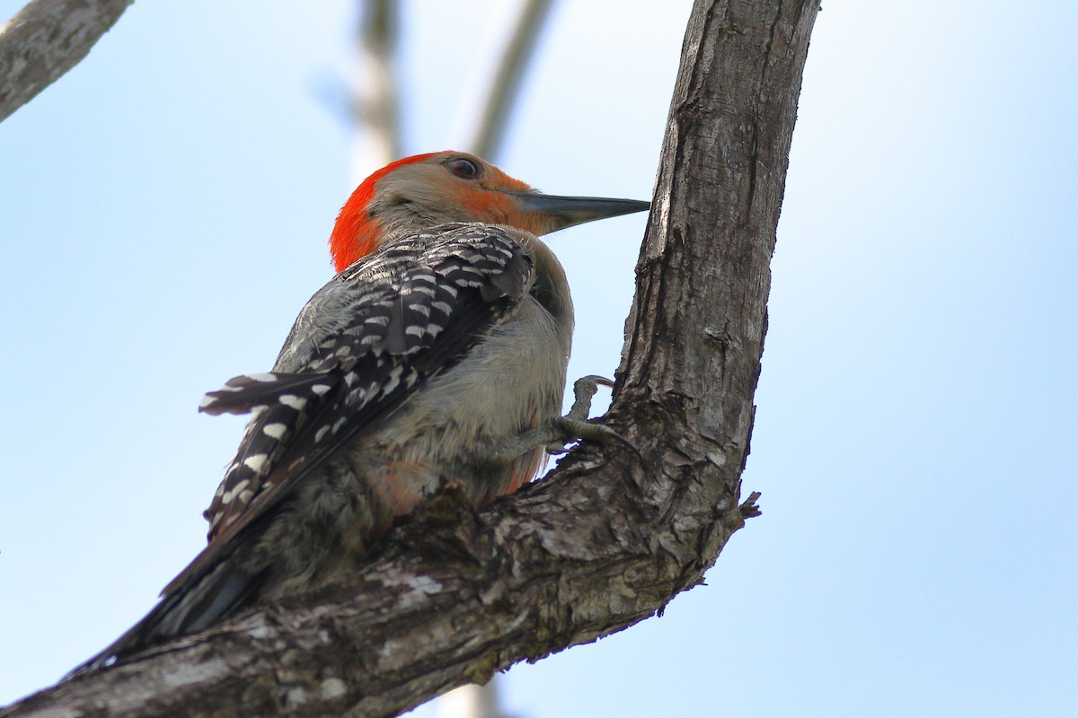Red-bellied Woodpecker - ML621374293