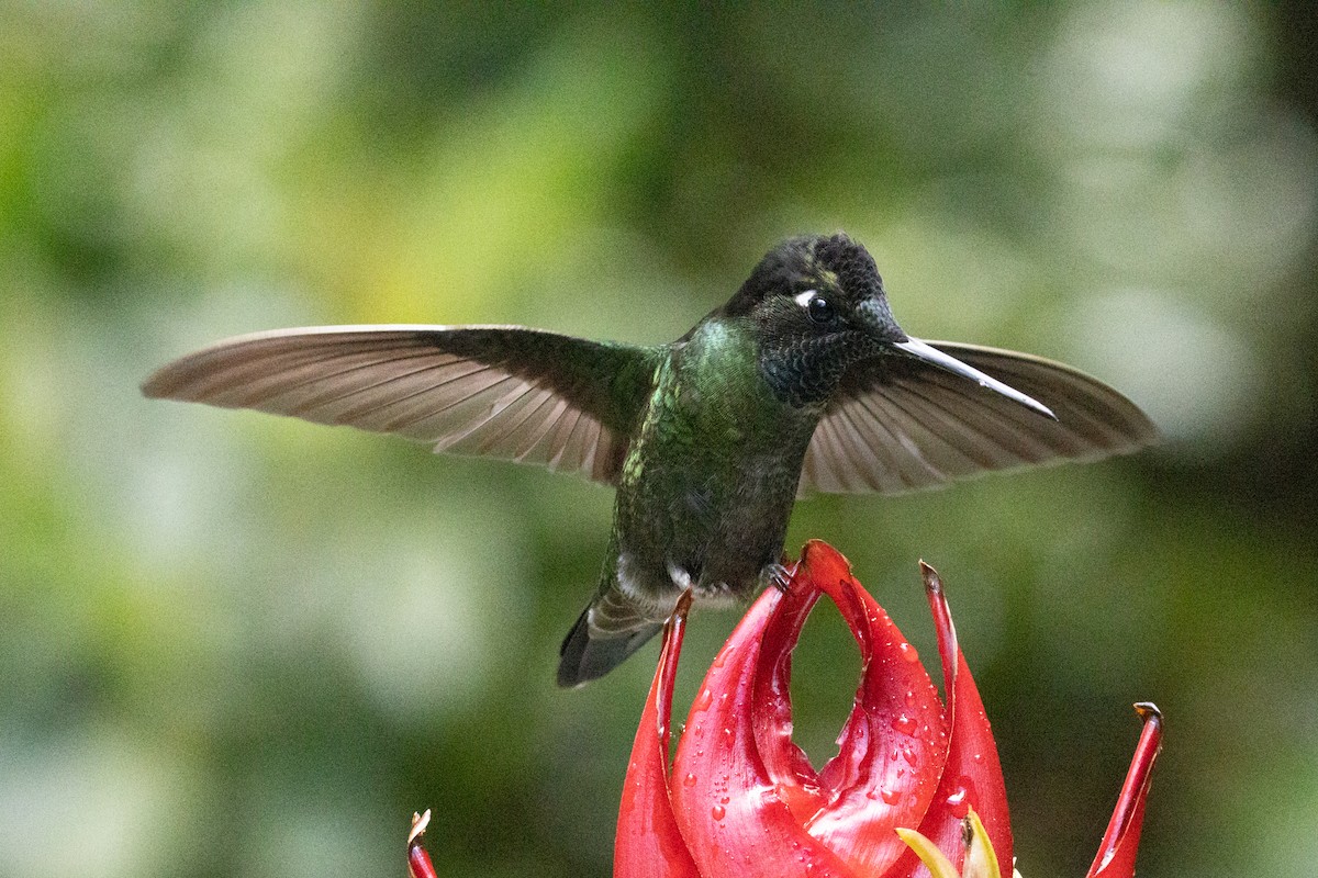 Talamanca Hummingbird - ML621374294