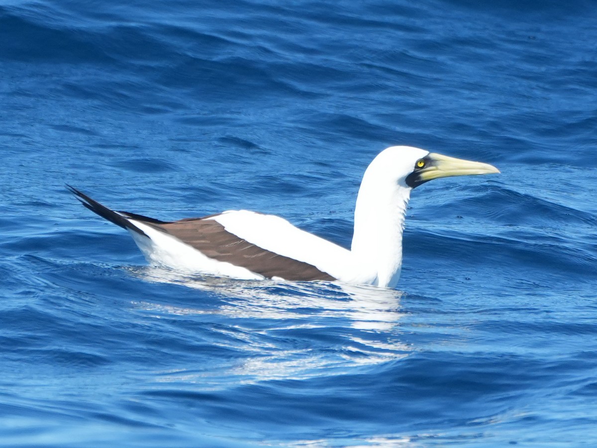 Masked Booby - ML621374297
