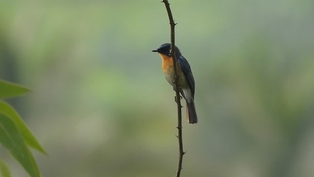 Tickell's Blue Flycatcher - ML621374306