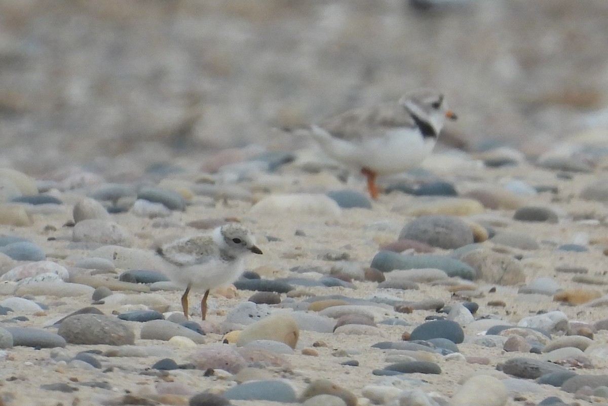Piping Plover - ML621374315