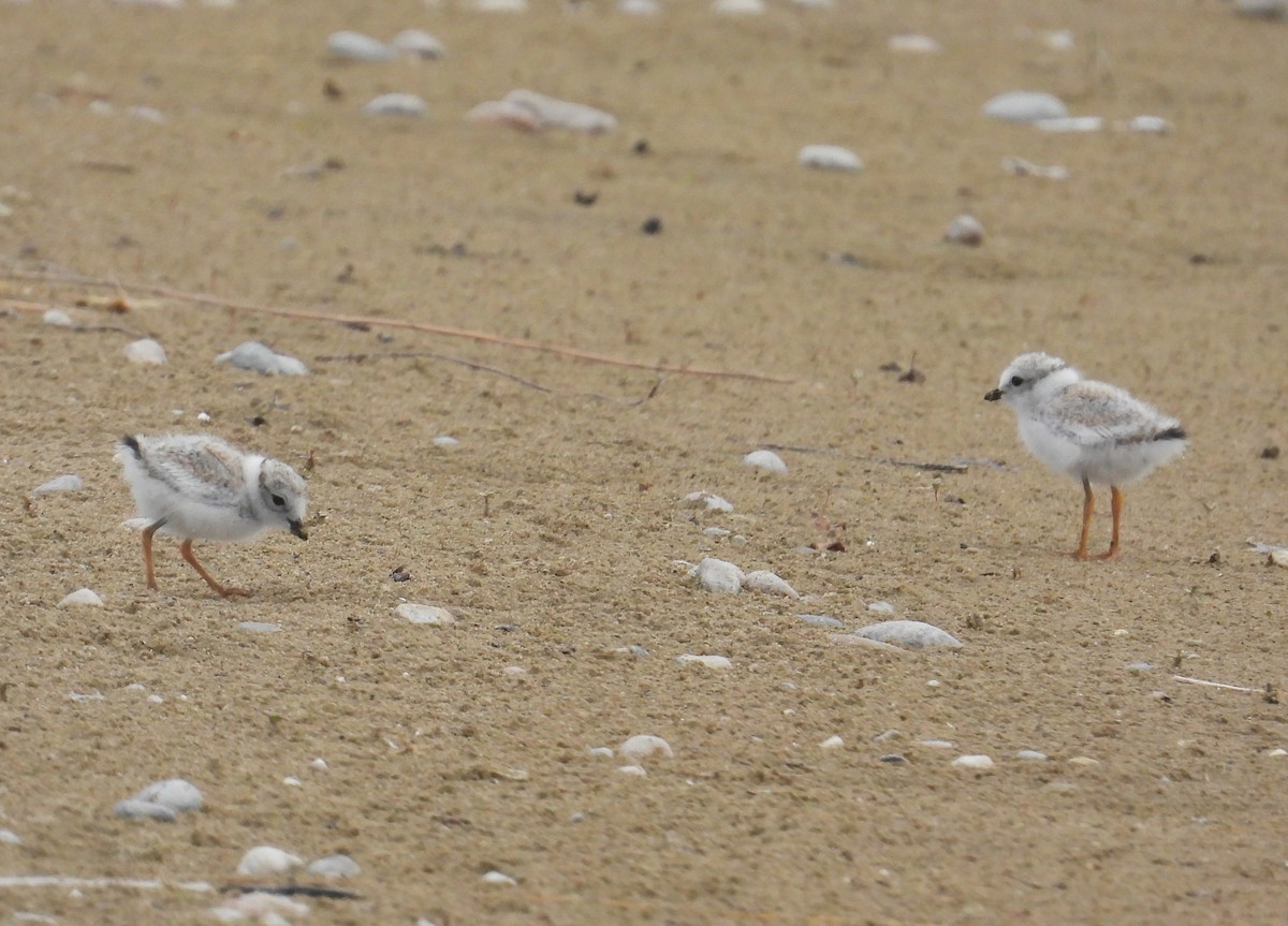 Piping Plover - ML621374316