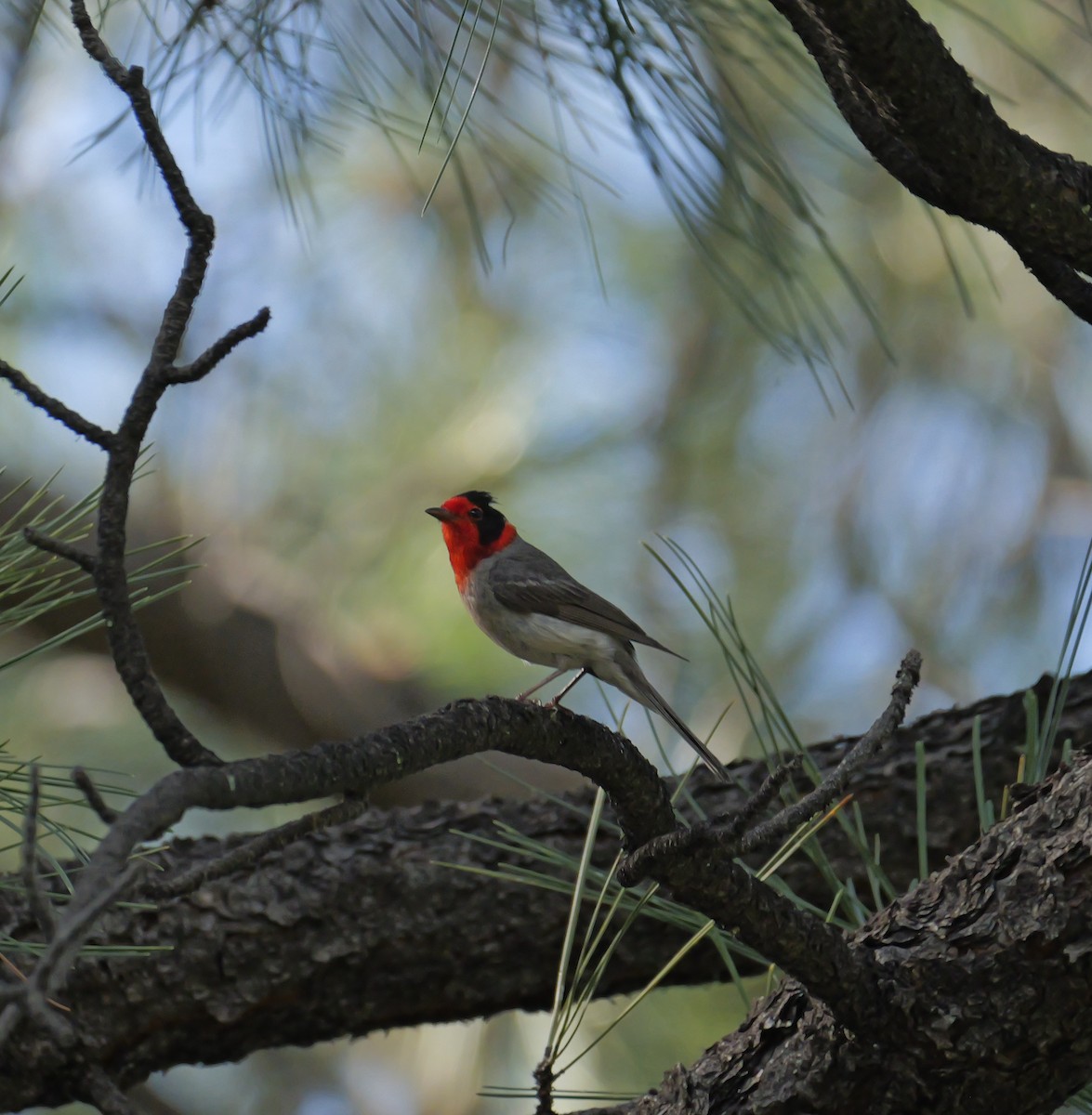 Red-faced Warbler - ML621374330