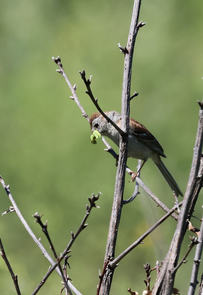 Chipping Sparrow - ML621374362