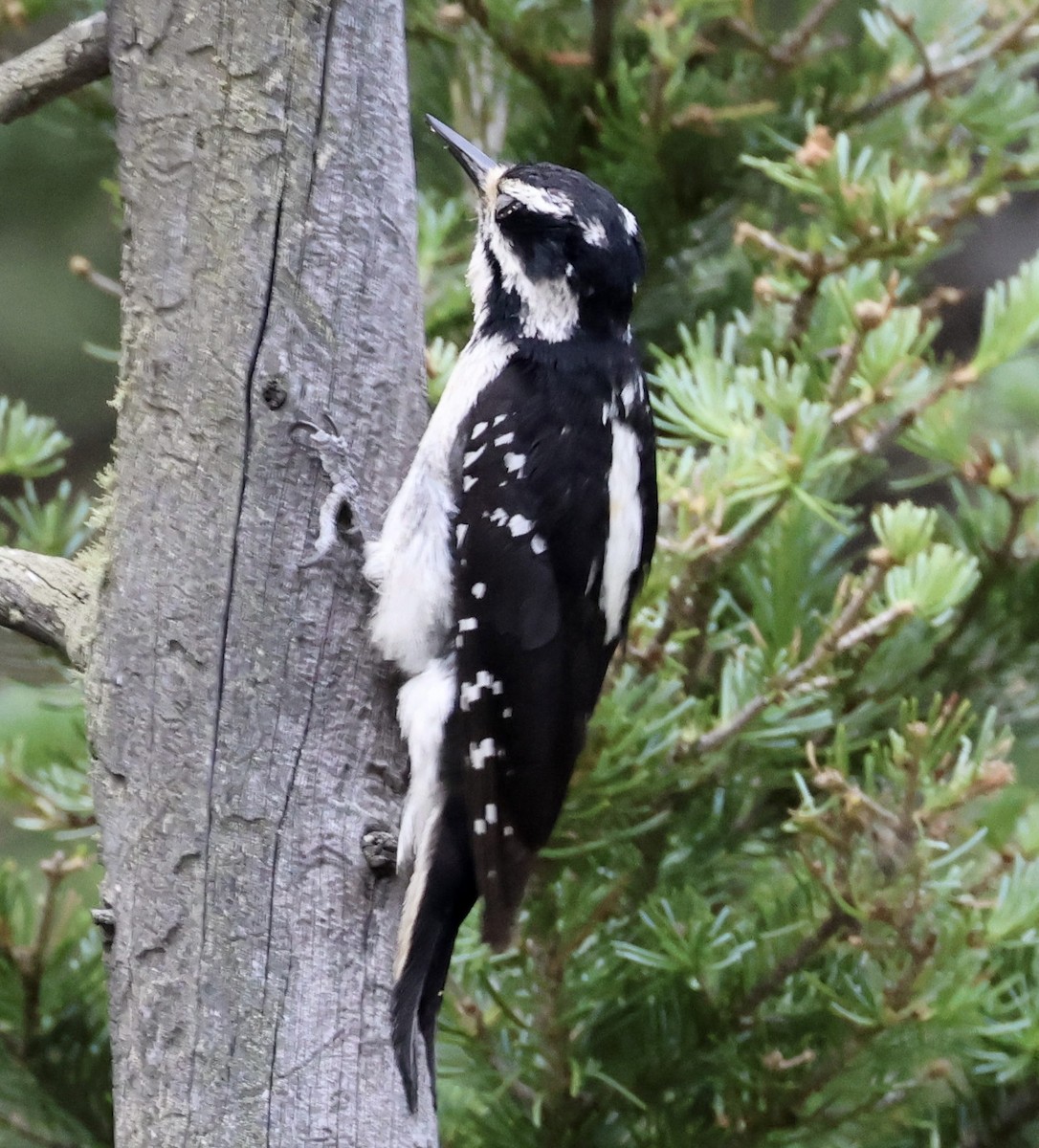 Hairy Woodpecker (Rocky Mts.) - ML621374365