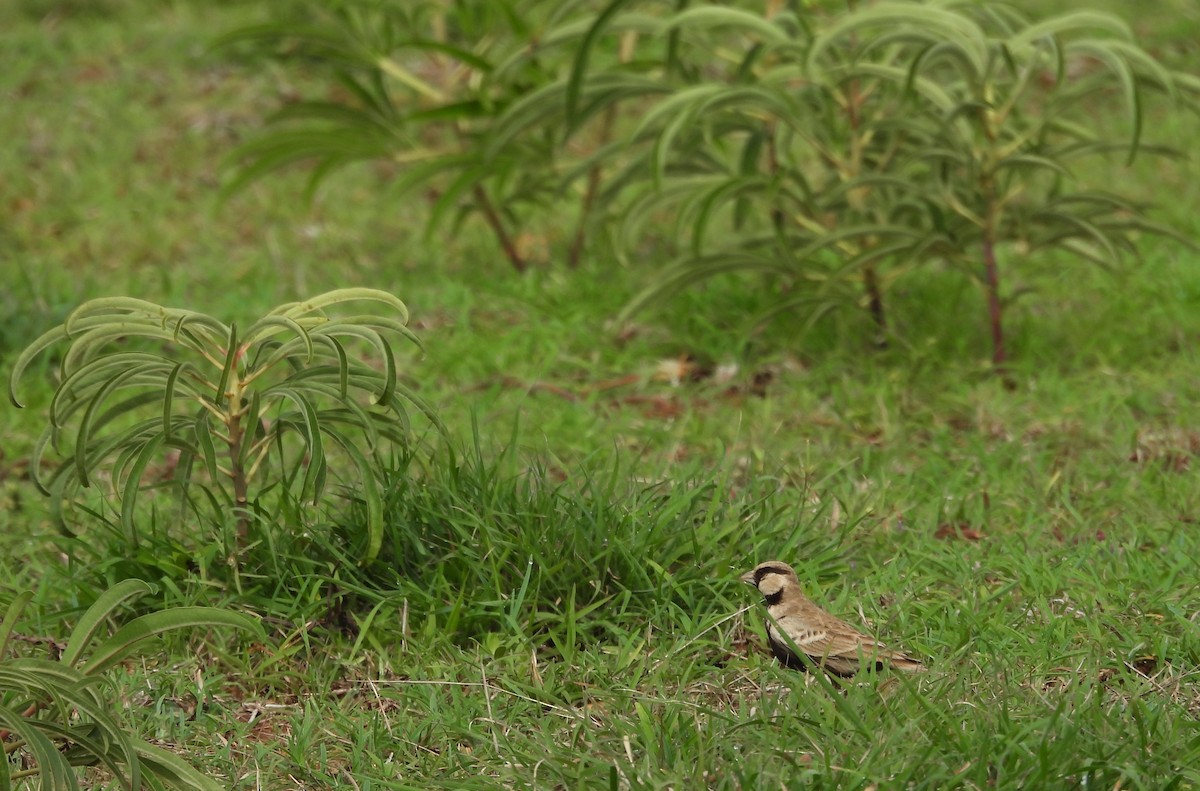 Ashy-crowned Sparrow-Lark - ML621374377
