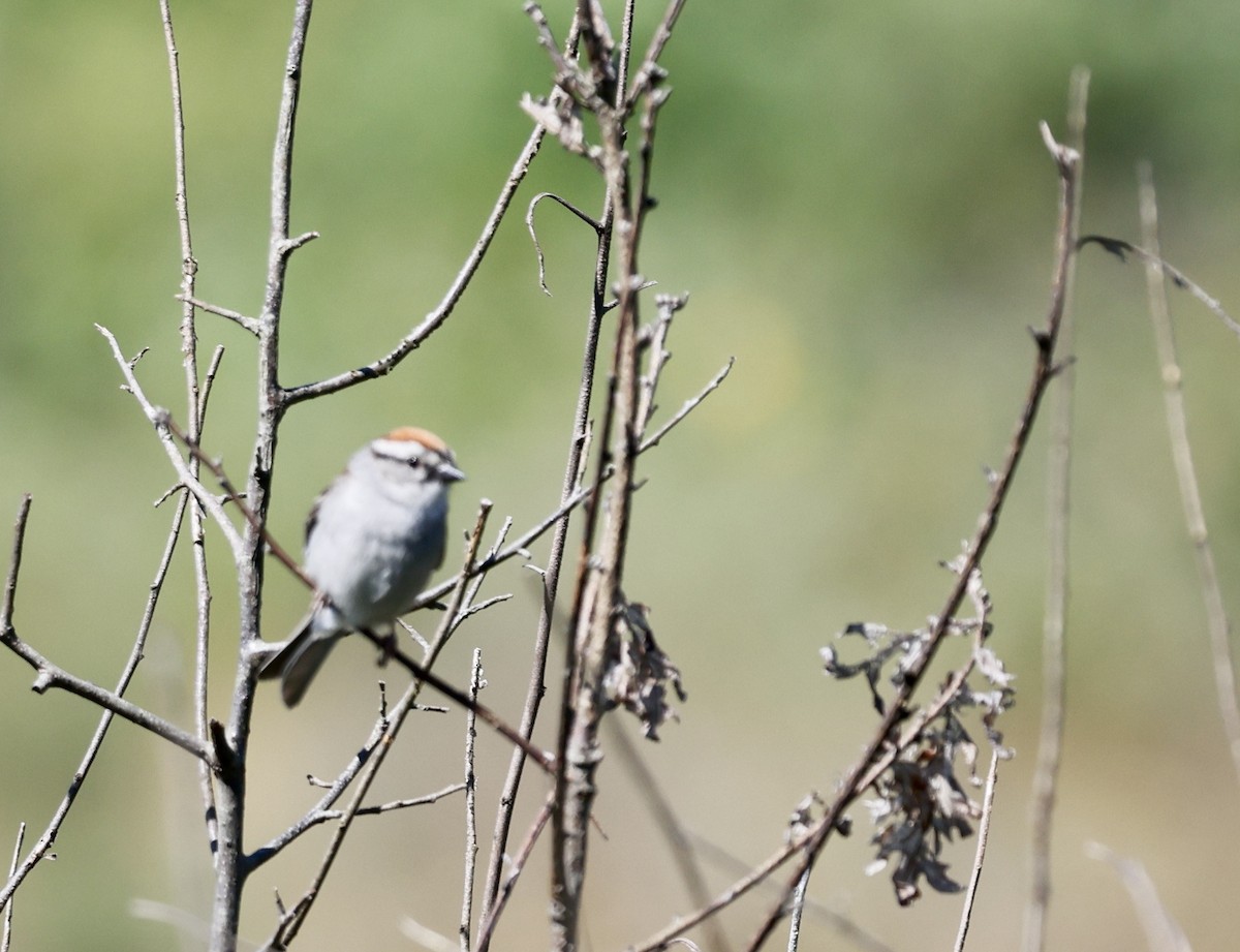 Chipping Sparrow - ML621374379
