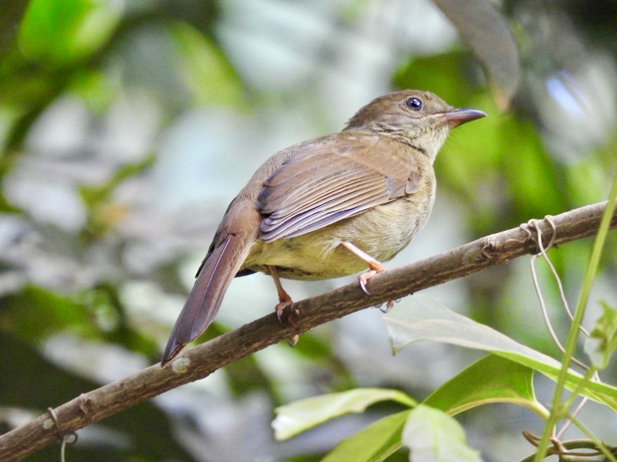 Little Greenbul - ML621374385