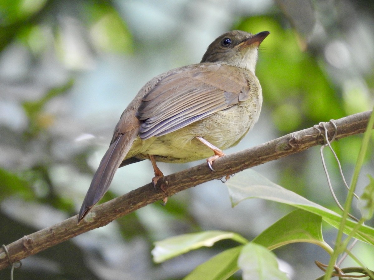 Little Greenbul - ML621374386