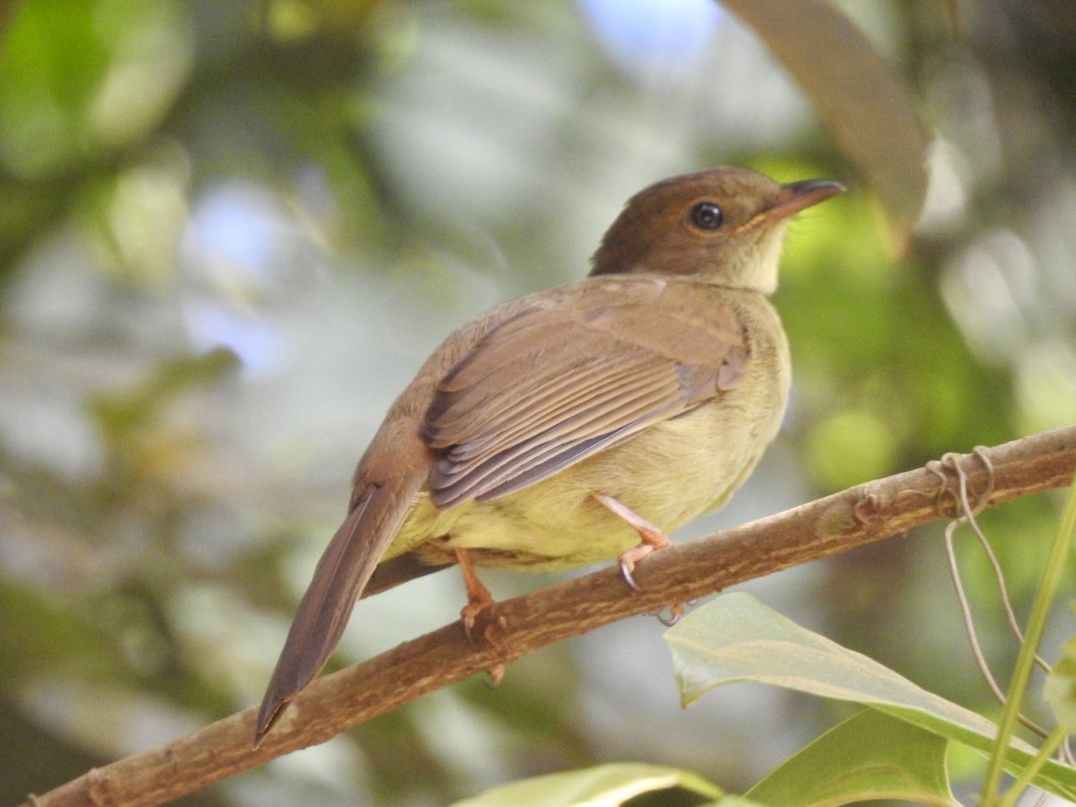 Little Greenbul - ML621374387