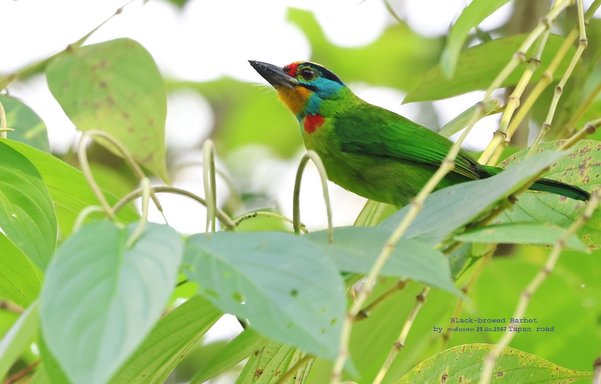 Black-browed Barbet - ML621374415