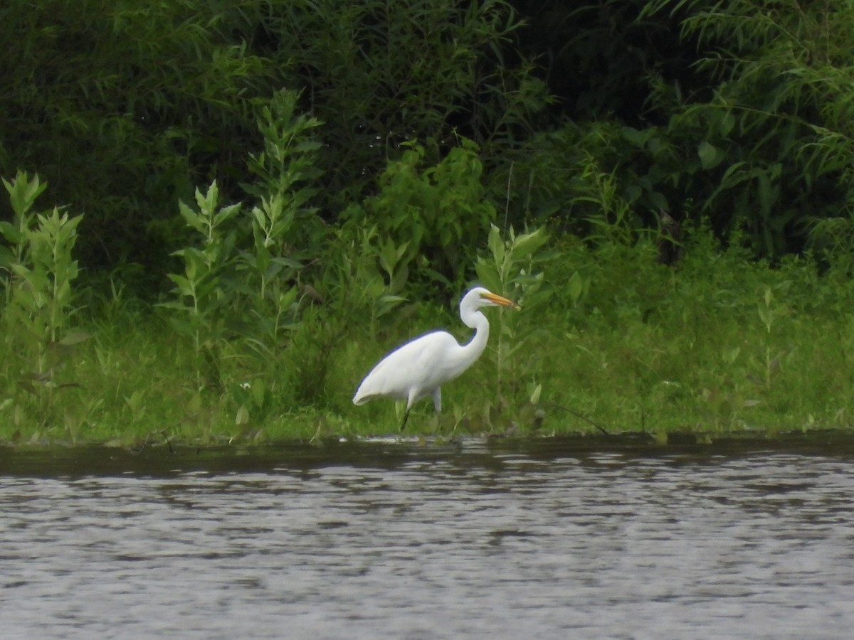 Great Egret - ML621374432
