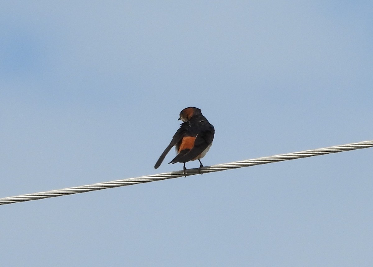Red-rumped Swallow - ML621374436