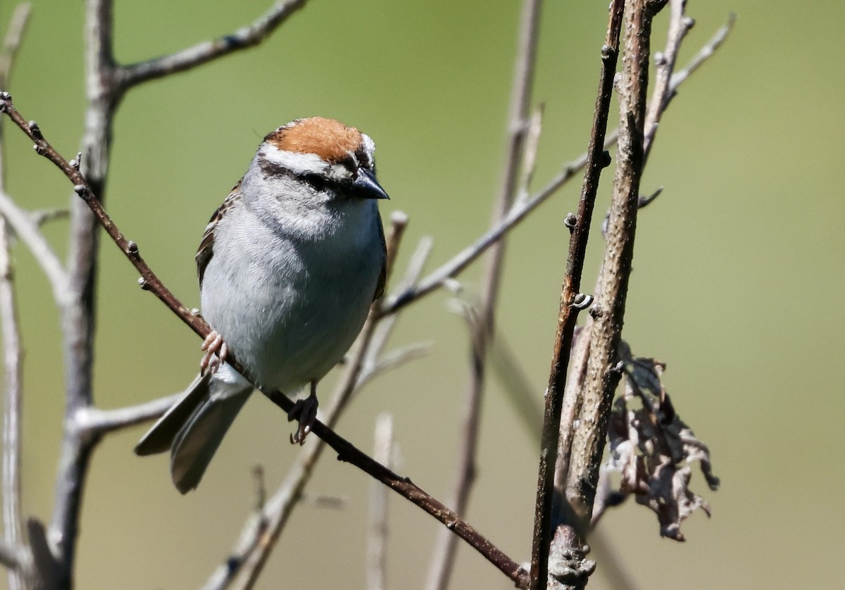 Chipping Sparrow - ML621374438