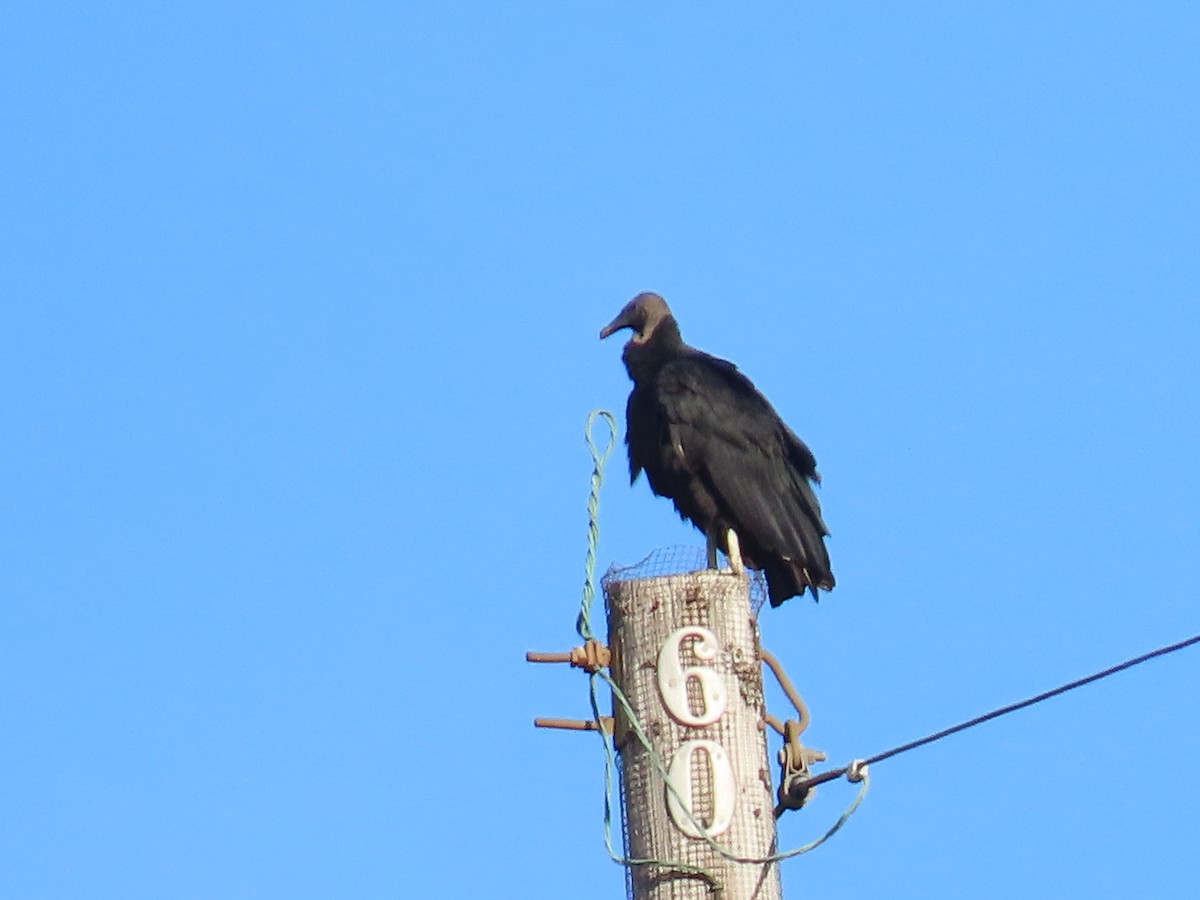 Black Vulture - ML621374449