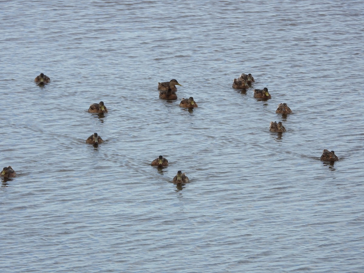 Canard colvert - ML621374479