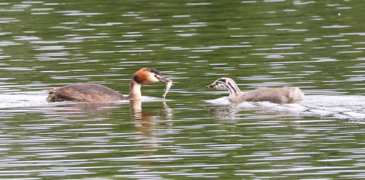 Great Crested Grebe - ML621374481