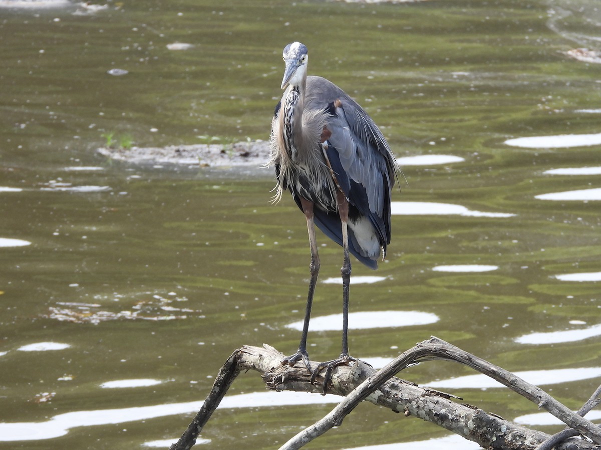 Great Blue Heron - William Woody