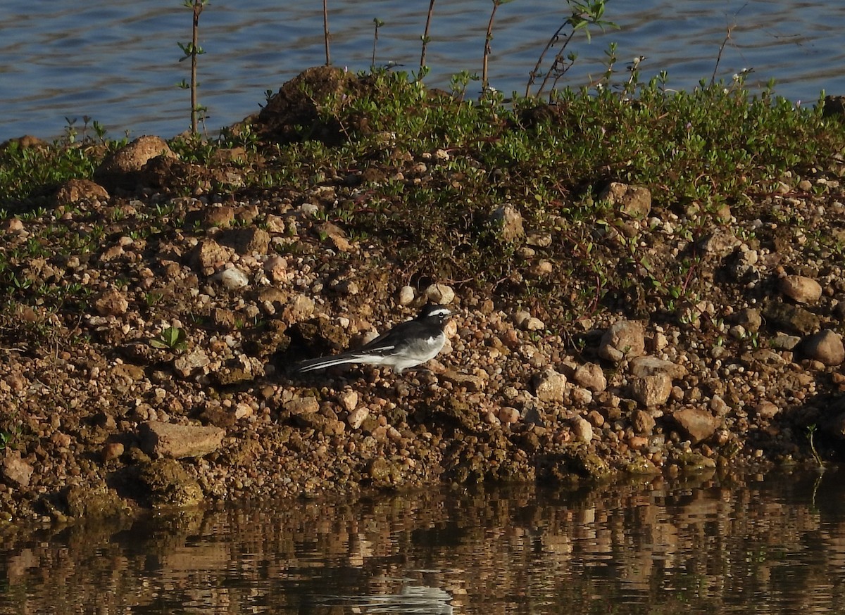 White-browed Wagtail - ML621374533