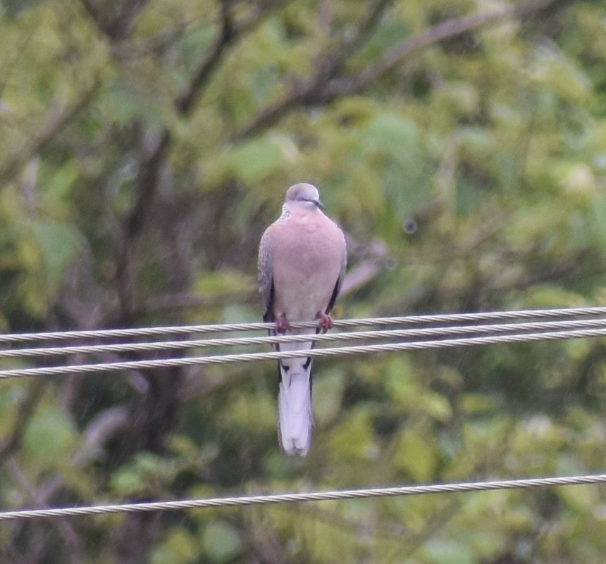 Spotted Dove - ML621374540