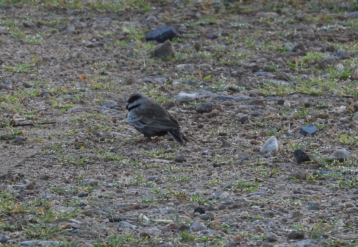 Ashy-crowned Sparrow-Lark - ML621374550