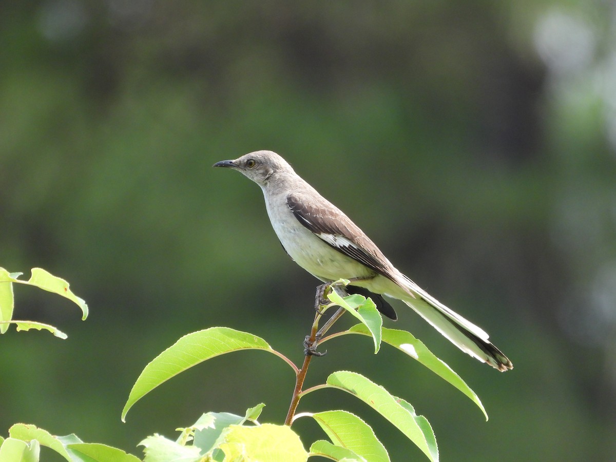 Northern Mockingbird - ML621374574