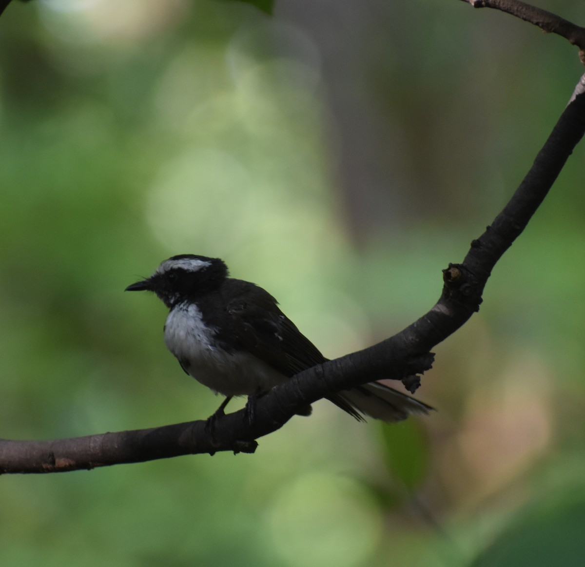 White-browed Fantail - ML621374582