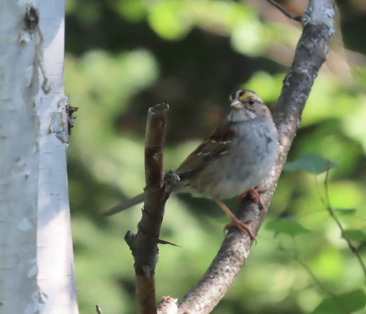 White-throated Sparrow - ML621374594