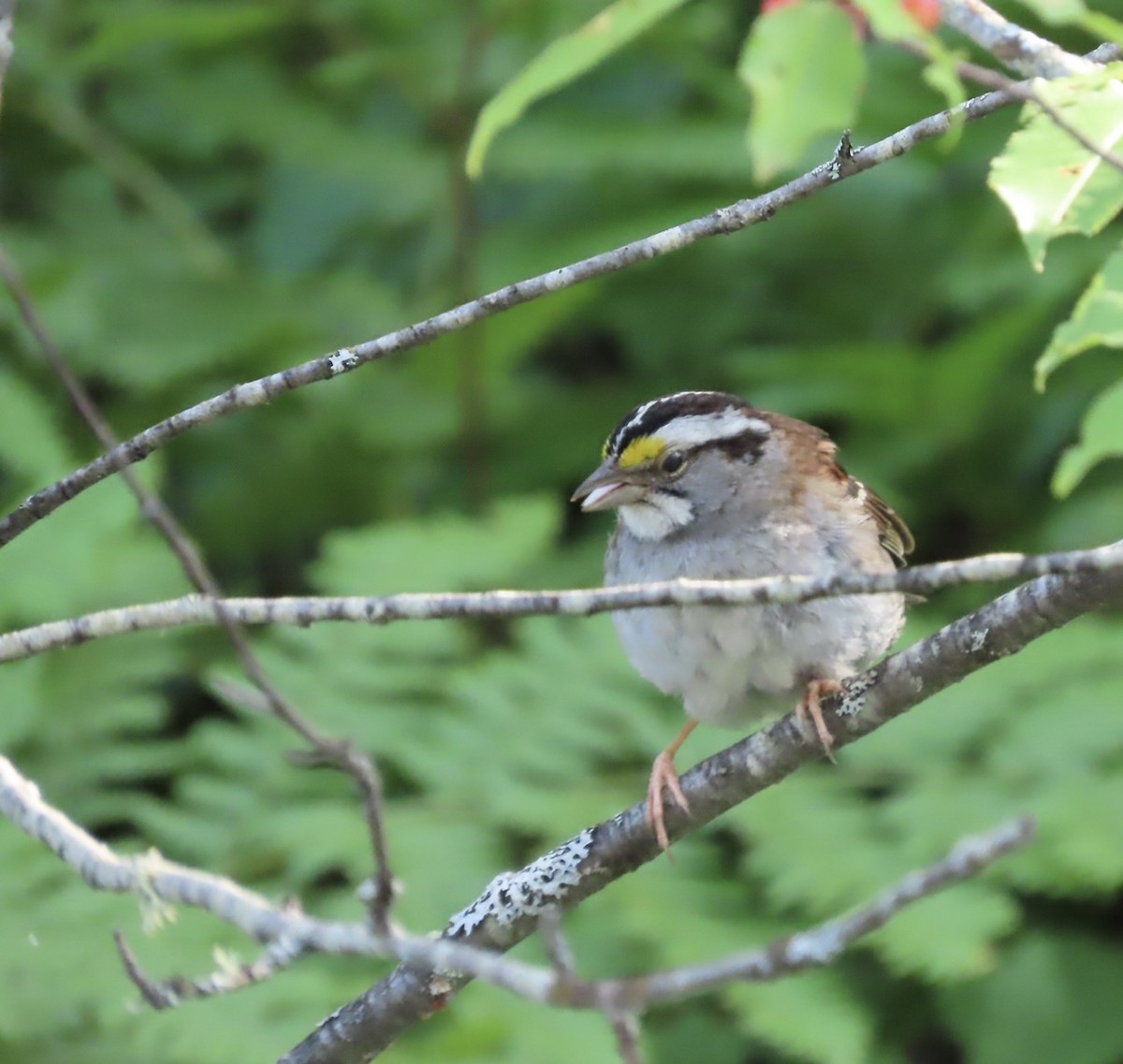 White-throated Sparrow - ML621374595