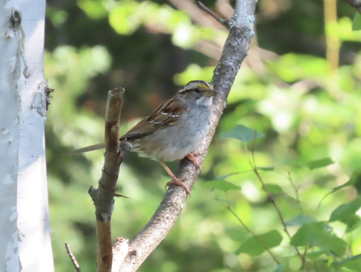 White-throated Sparrow - ML621374596