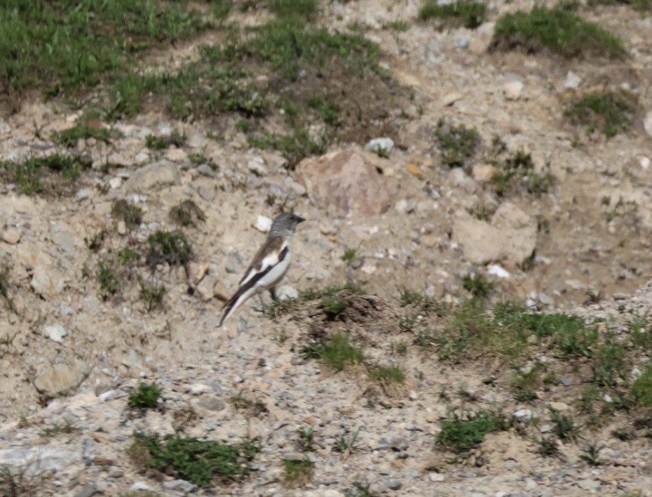 White-winged Snowfinch - ML621374598