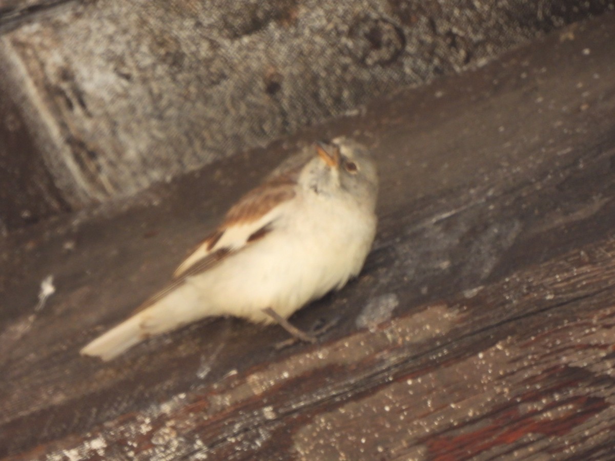 White-winged Snowfinch - ML621374599