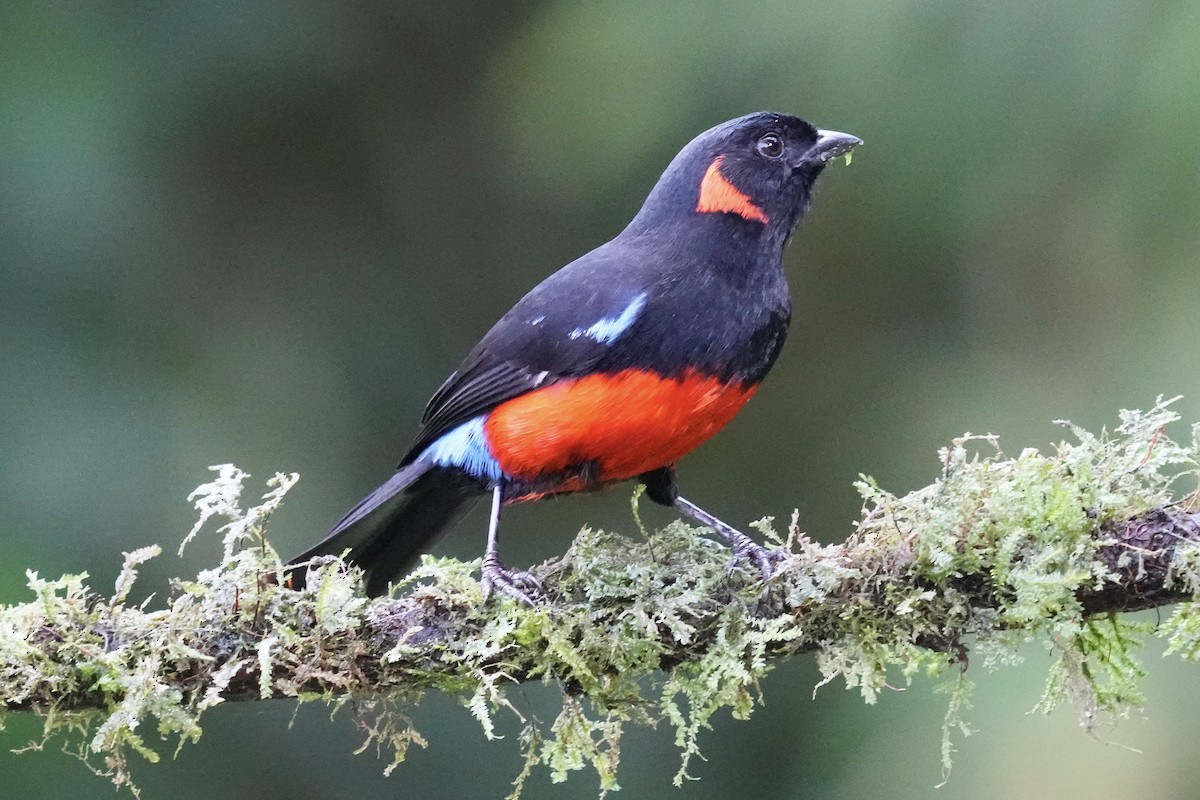 Scarlet-bellied Mountain Tanager - ML621374604