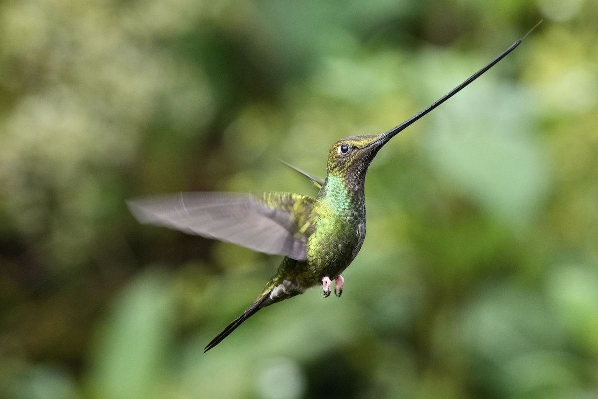 Sword-billed Hummingbird - ML621374619