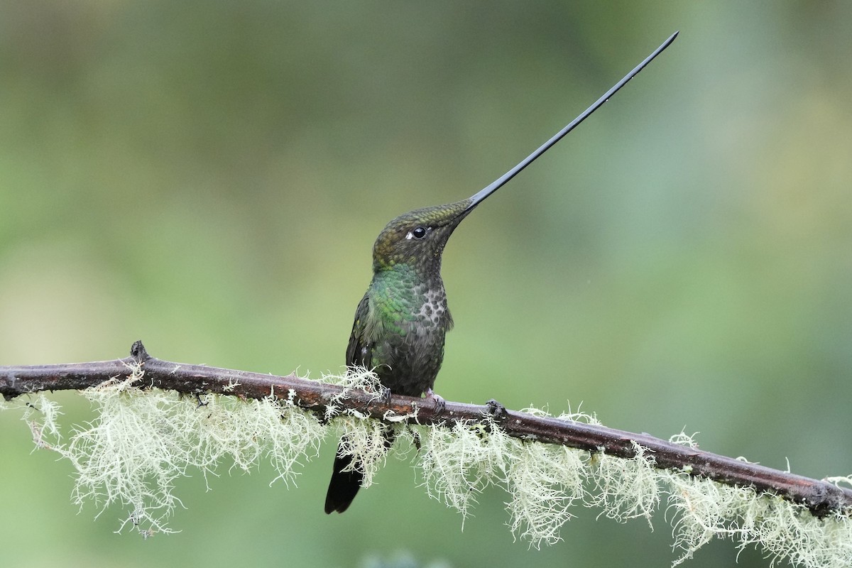 Sword-billed Hummingbird - ML621374620