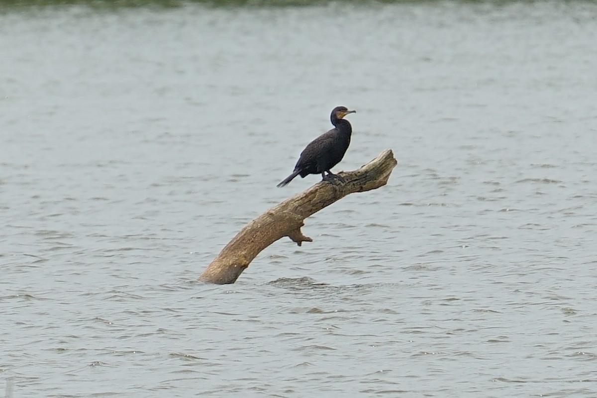 Great Cormorant - Javier Martinez