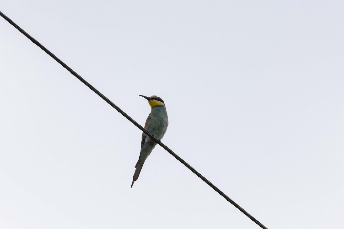 European Bee-eater - ML621374764